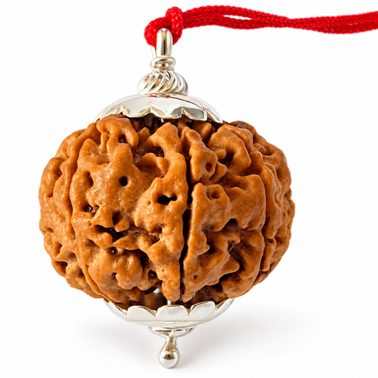 6 Mukhi Rudraksha (Nepali)