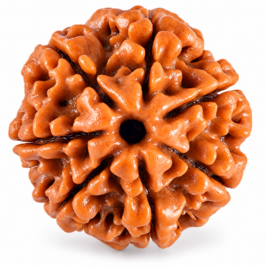 7 Mukhi Rudraksha (Nepali)