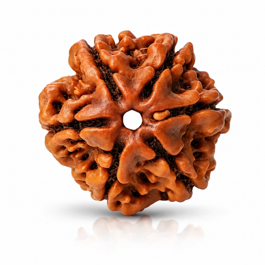 6 Mukhi Rudraksha (Nepali)
